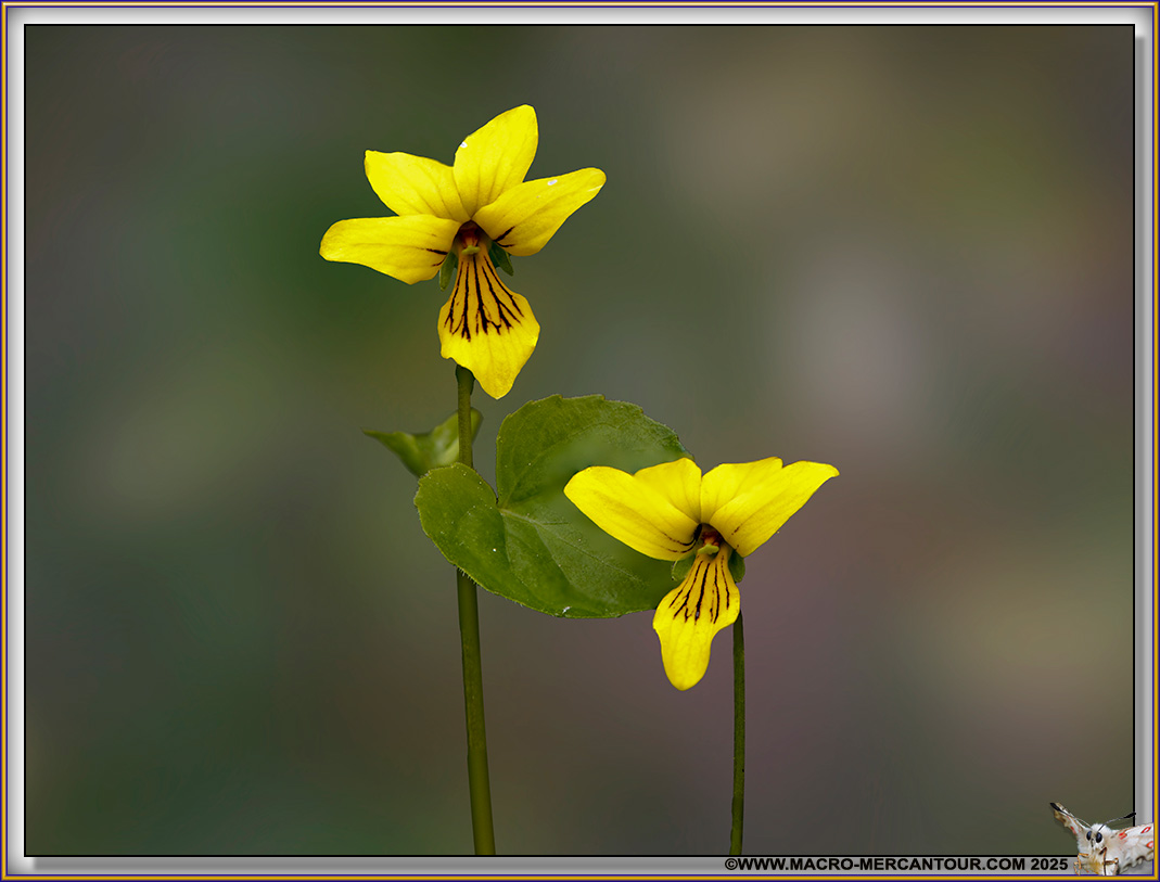 Viola biflora